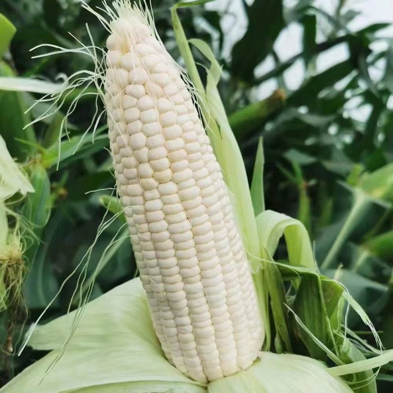 鲁星糯1号大棒糯玉米种子鲜食粮用饲用白玉米种籽鲜食玉米种
