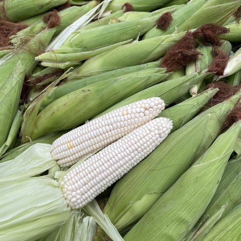 鲁星糯1号大棒糯玉米种子鲜食粮用饲用白玉米种籽鲜食玉米种