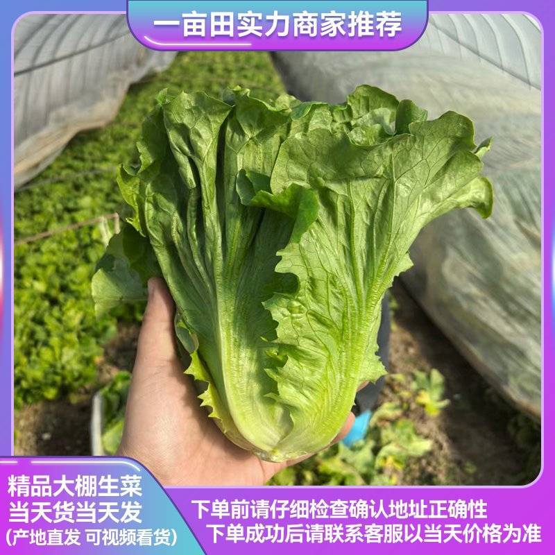淮安生菜意大利生菜一手货源视频看实力代办质量好