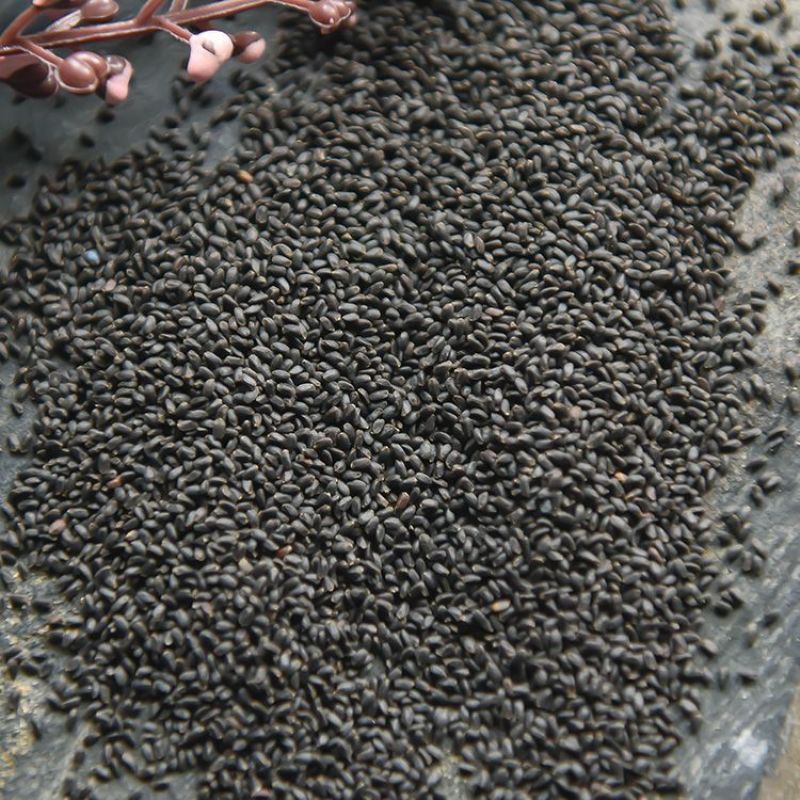 正宗台湾兰香子可食用网红花茶搭配水果果粒茶明列子兰香子批