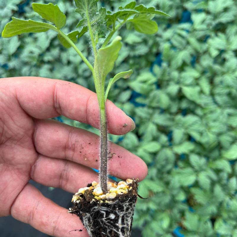 大红西红柿苗红果番茄苗石头番茄苗一手货源苗厂直发