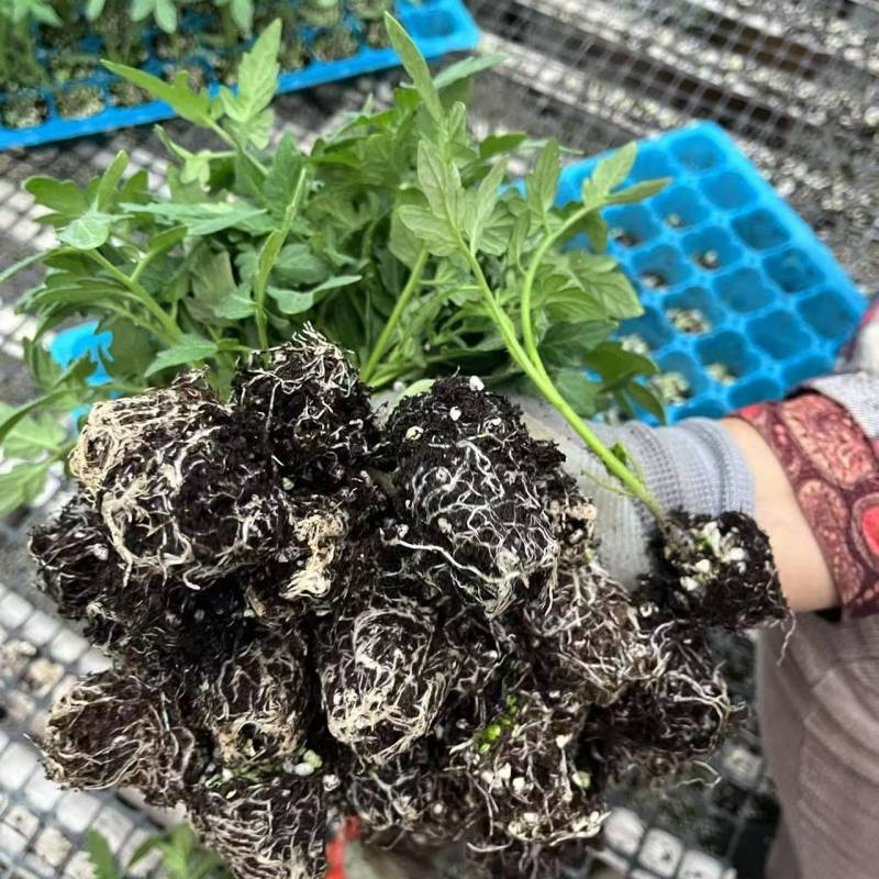 大红西红柿苗红果番茄苗石头番茄苗一手货源苗厂直发