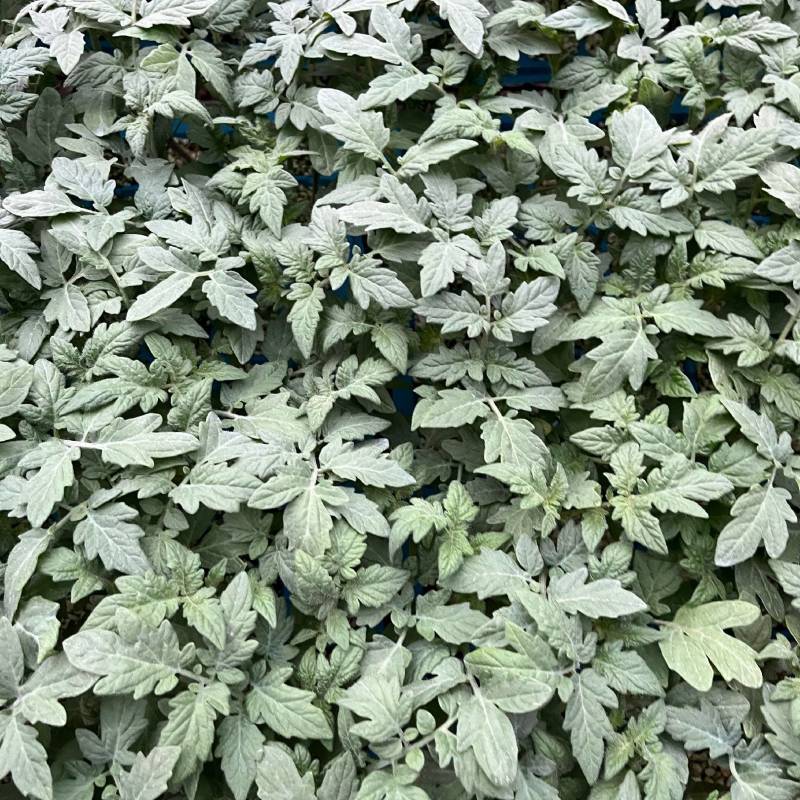 大红西红柿苗红果番茄苗石头番茄苗一手货源苗厂直发