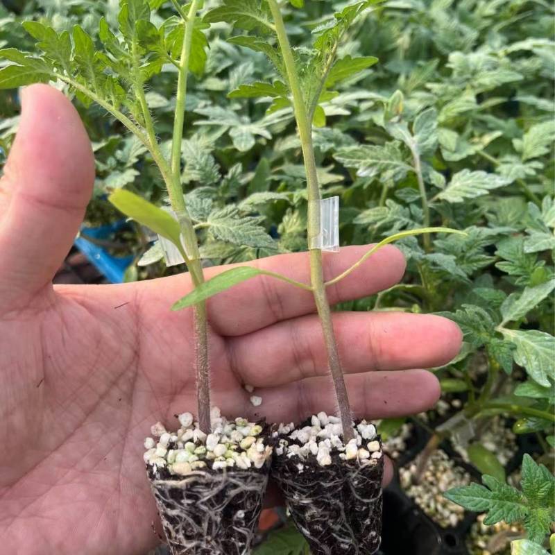 嫁接西红柿苗嫁接番茄苗大红嫁接苗粉果嫁接苗小番茄嫁接苗