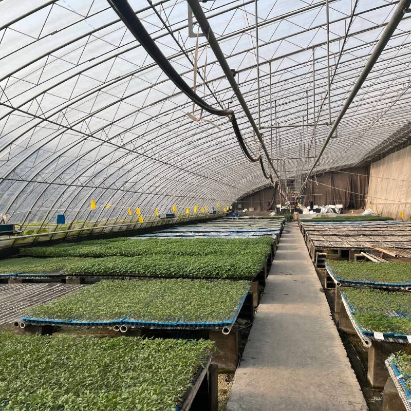 嫁接西红柿苗嫁接番茄苗大红嫁接苗粉果嫁接苗小番茄嫁接苗
