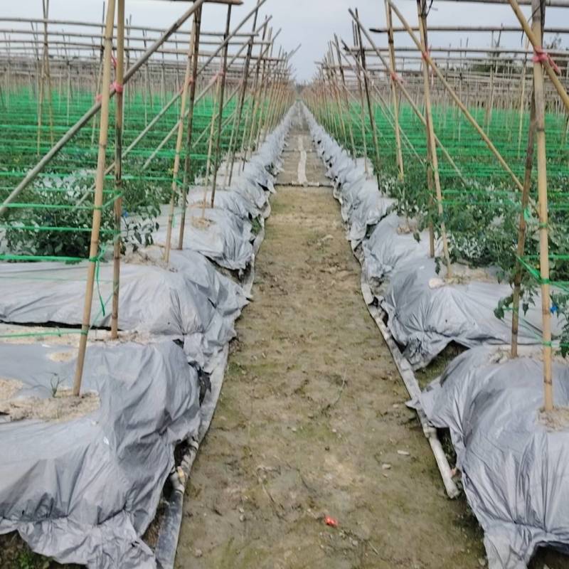 嫁接西红柿苗嫁接番茄苗大红嫁接苗粉果嫁接苗小番茄嫁接苗