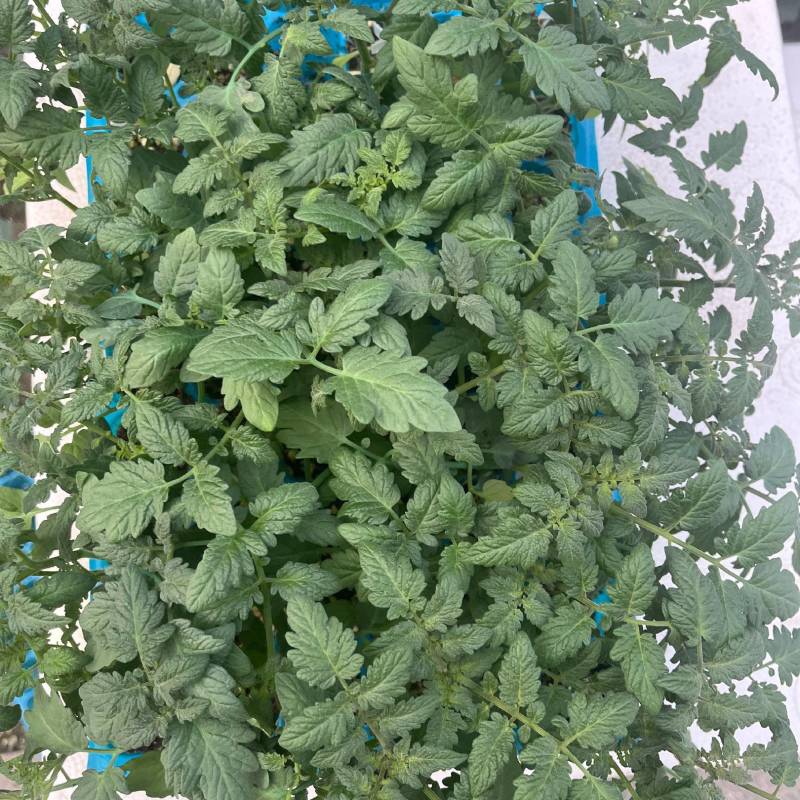嫁接西红柿苗嫁接番茄苗大红嫁接苗粉果嫁接苗小番茄嫁接苗