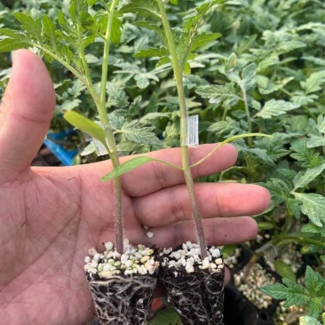 嫁接西红柿苗嫁接番茄苗大红嫁接苗粉果嫁接苗小番茄嫁接苗