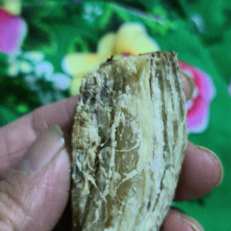 正宗野生葛根粉假一赔十。30斤以上