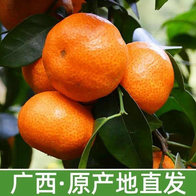 广西玉林优质砂糖橘，果园直供的甜蜜之旅