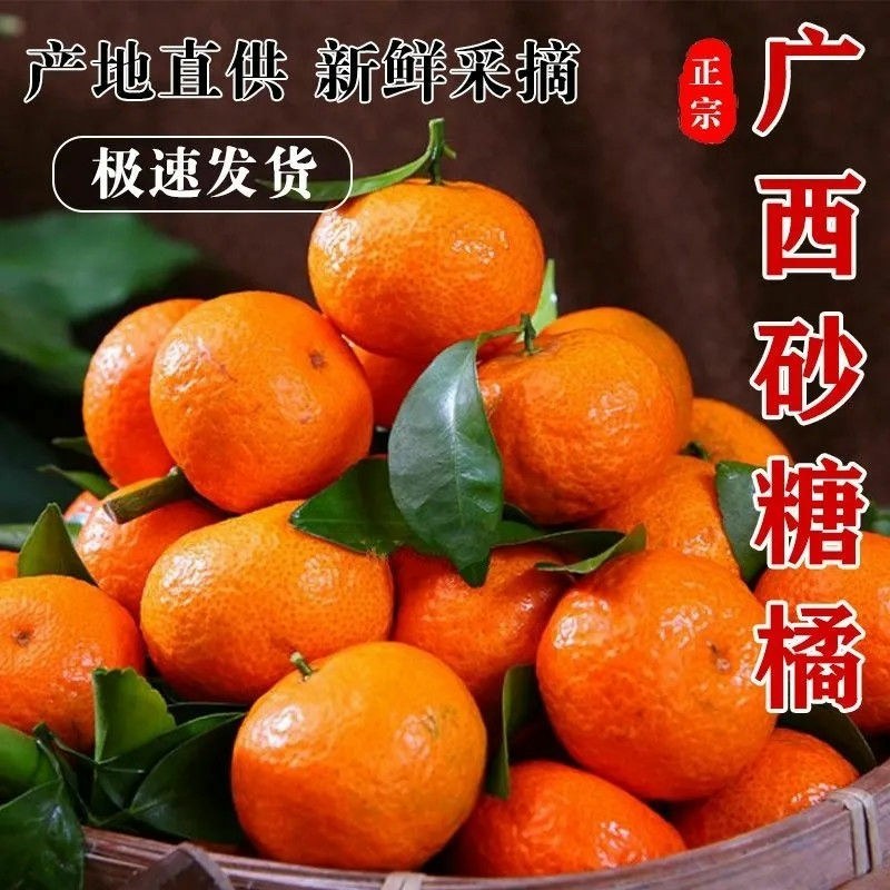 广西玉林优质砂糖橘，果园直供的甜蜜之旅