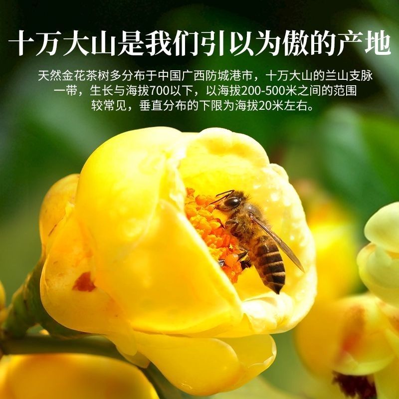 广西金花茶正宗天然花非野生冻干花防普十万大山正品养生茶非