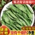 特级正宗甜菊叶甜叶菊24年新品无硫天然精选泡水喝的代糖低