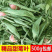特级正宗甜菊叶甜叶菊24年新品无硫天然精选泡水喝的代糖低