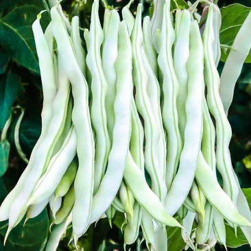 龙剑309架豆种子高产早熟蔓生无筋芸豆大棚盆栽四季播