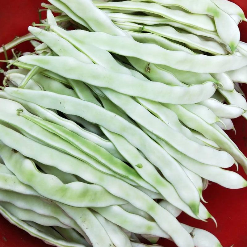龙剑309架豆种子高产早熟蔓生无筋芸豆大棚盆栽四季播