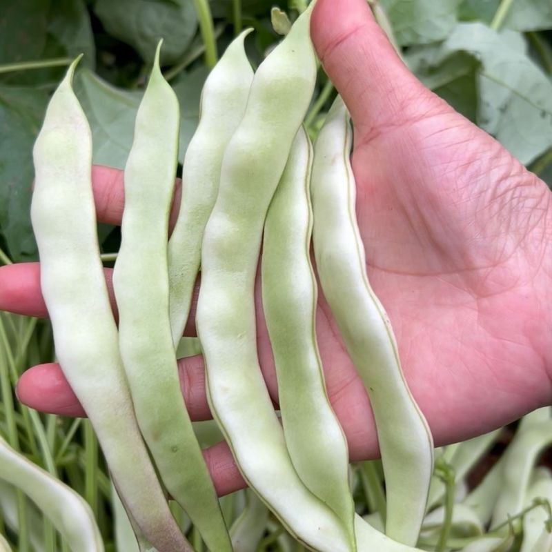 龙剑309架豆种子高产早熟蔓生无筋芸豆大棚盆栽四季播