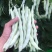 龙剑309架豆种子高产早熟蔓生无筋芸豆大棚盆栽四季播