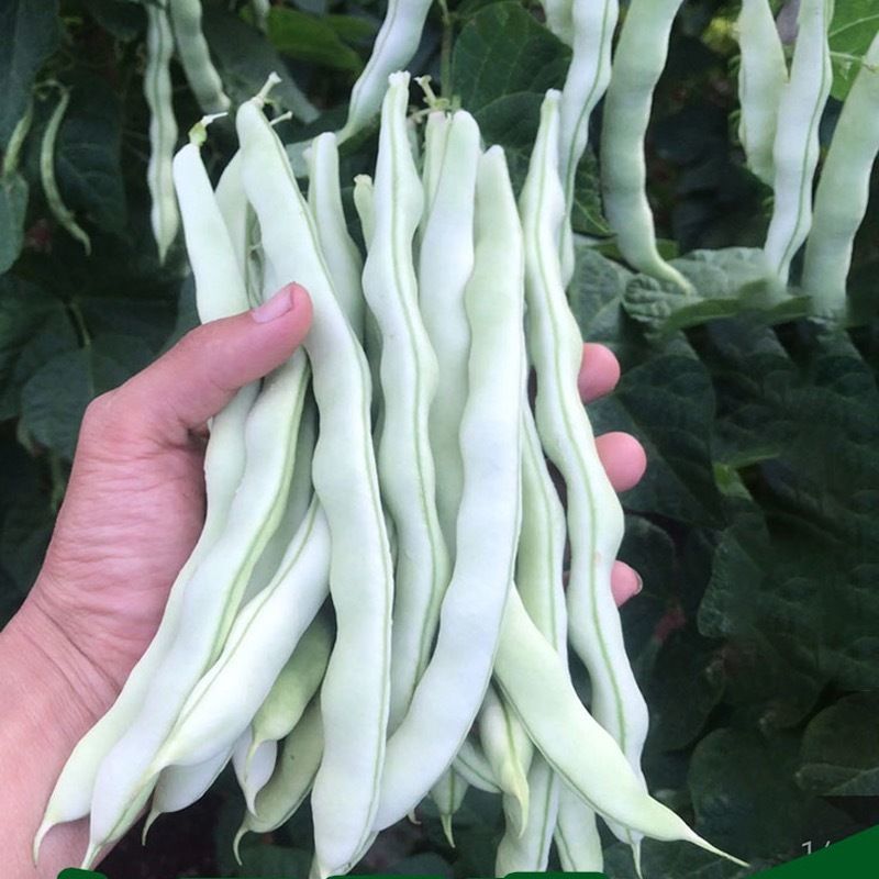 龙剑309架豆种子高产早熟蔓生无筋芸豆大棚盆栽四季播