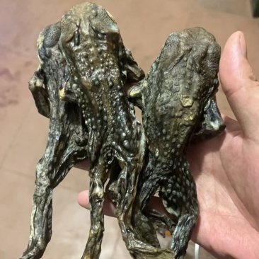 干蟾，蟾蜍干药用货源充足，需要的私聊我