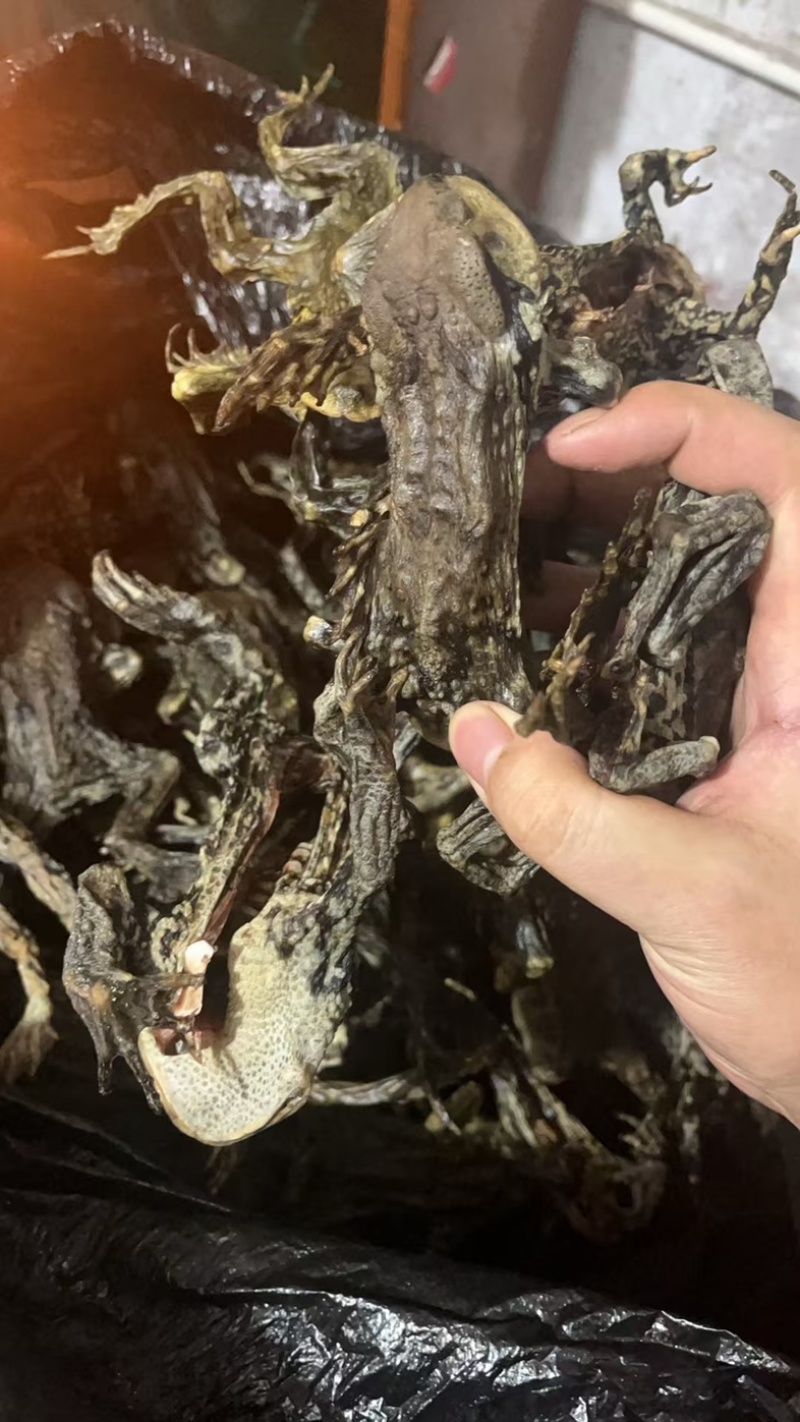 干蟾，蟾蜍干药用货源充足，需要的私聊我