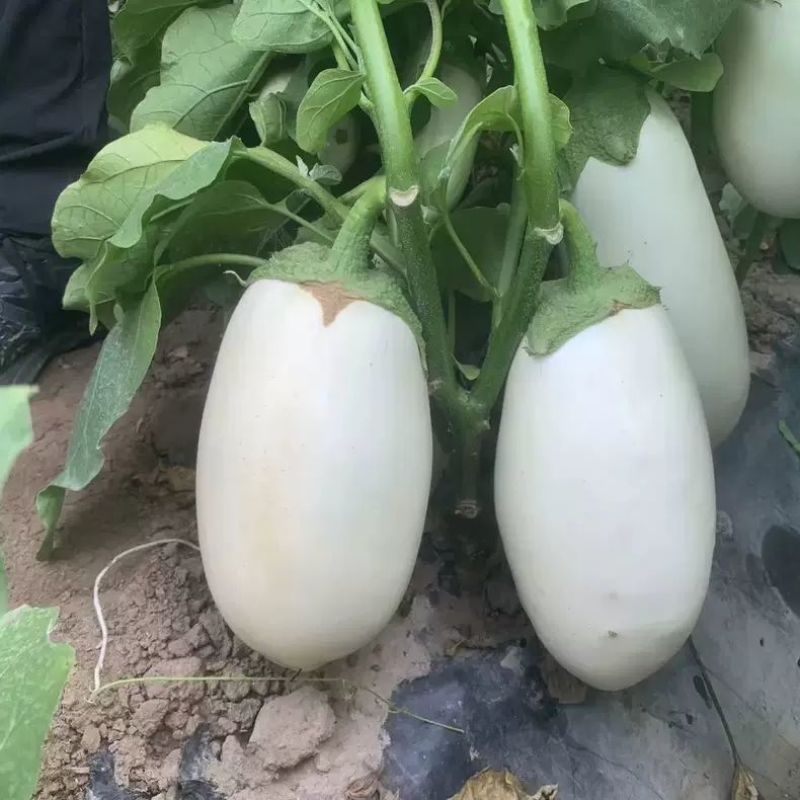 白罐王白茄子种子白罐茄圆茄子种籽四季播耐寒秋冬季蔬菜种子