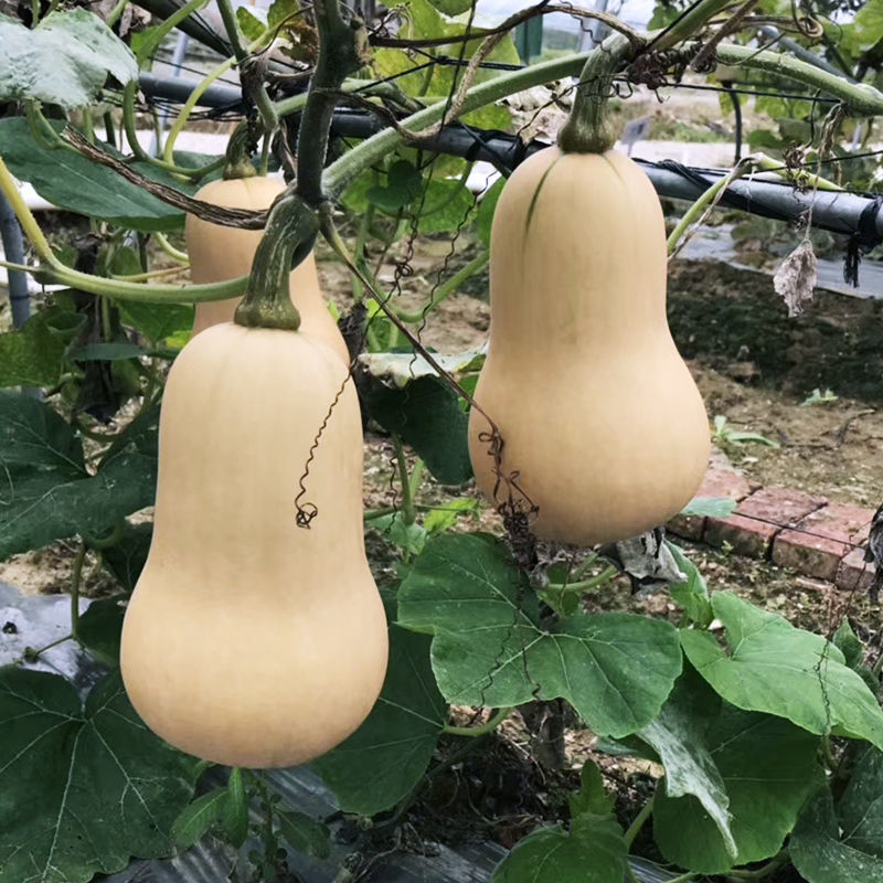 奶油南瓜种子早熟南瓜高甜高产耐贮运成色好