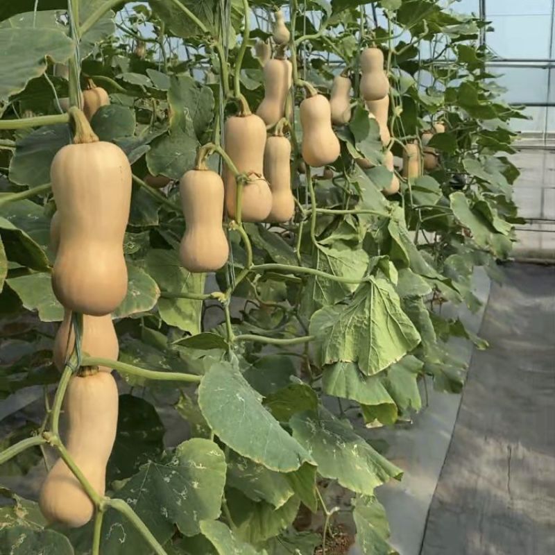 奶油南瓜种子早熟南瓜高甜高产耐贮运成色好