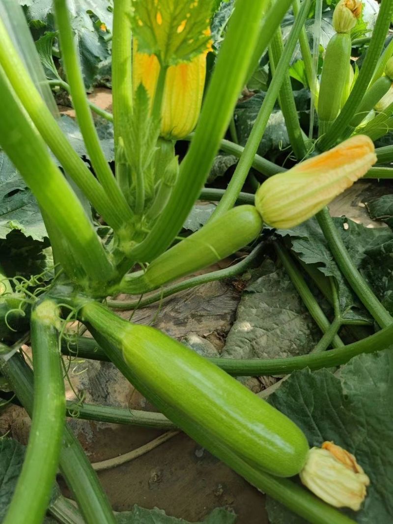 五台山50西葫芦种子高产四季易种家庭阳台盆栽蔬菜籽