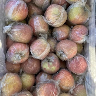 膜袋小富士苹果大量供应中对接市场档口量大从优欢迎来电