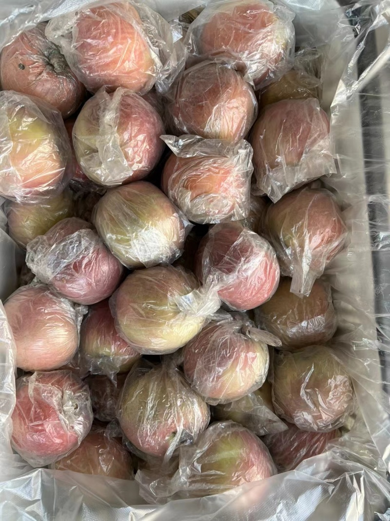 膜袋小富士苹果大量供应中对接市场档口量大从优欢迎来电