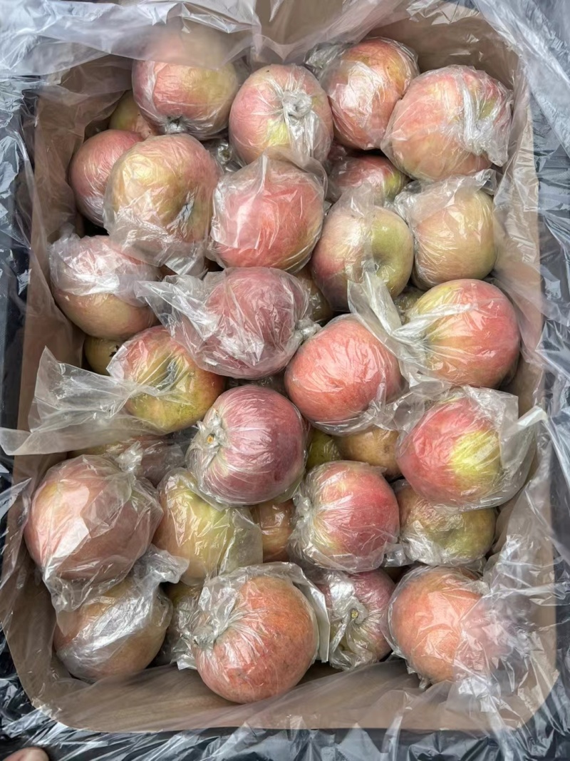 膜袋小富士苹果大量供应中对接市场档口量大从优欢迎来电