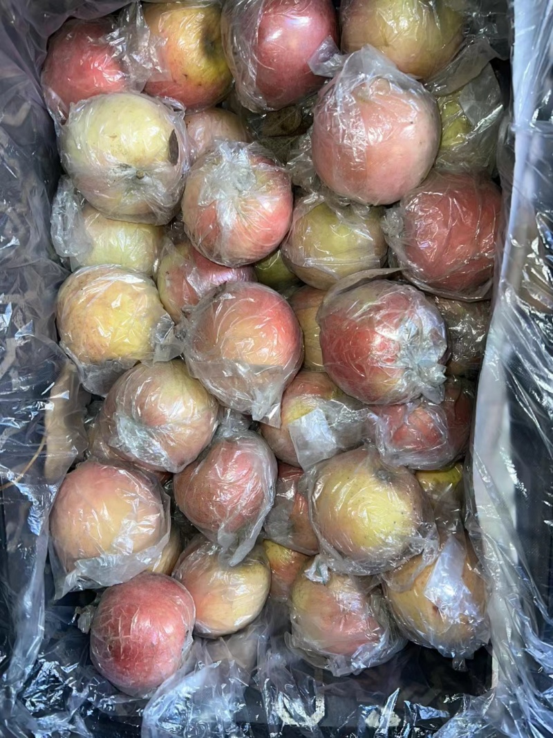 膜袋小富士苹果大量供应中对接市场档口量大从优欢迎来电