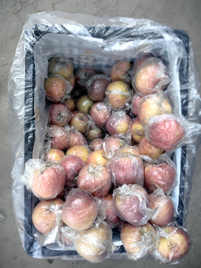 膜袋小富士苹果大量供应中对接市场档口量大从优欢迎来电