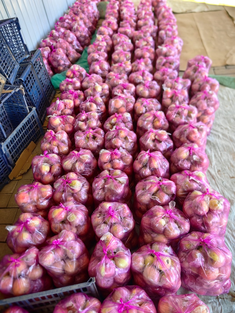 膜袋小富士苹果大量供应中对接市场档口量大从优欢迎来电