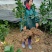 江西赣南脐橙苗/脐橙杯苗/纽荷尔脐橙苗/卡拉血橙苗橙子苗