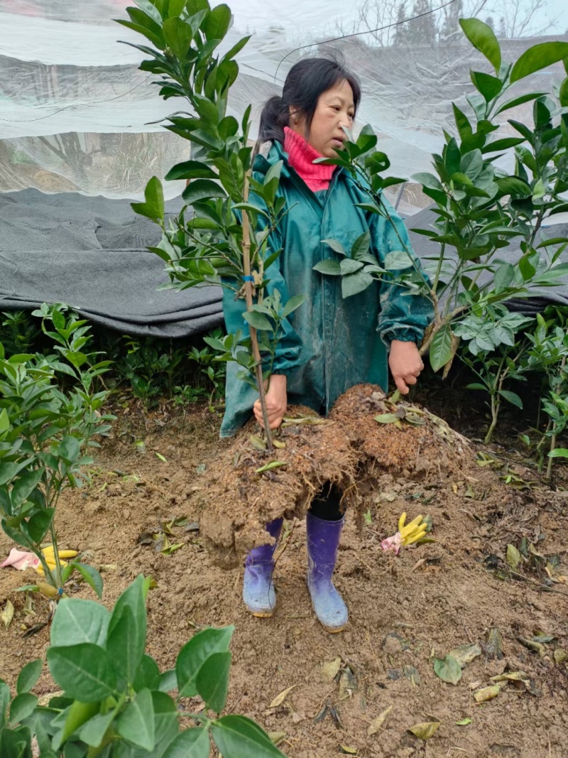 江西赣南脐橙苗/脐橙杯苗/纽荷尔脐橙苗/卡拉血橙苗橙子苗