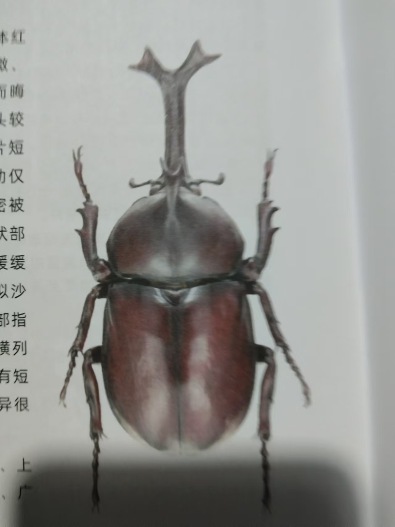 独角仙幼虫