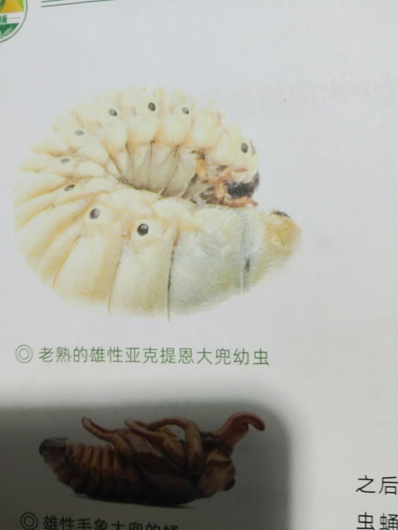 独角仙幼虫