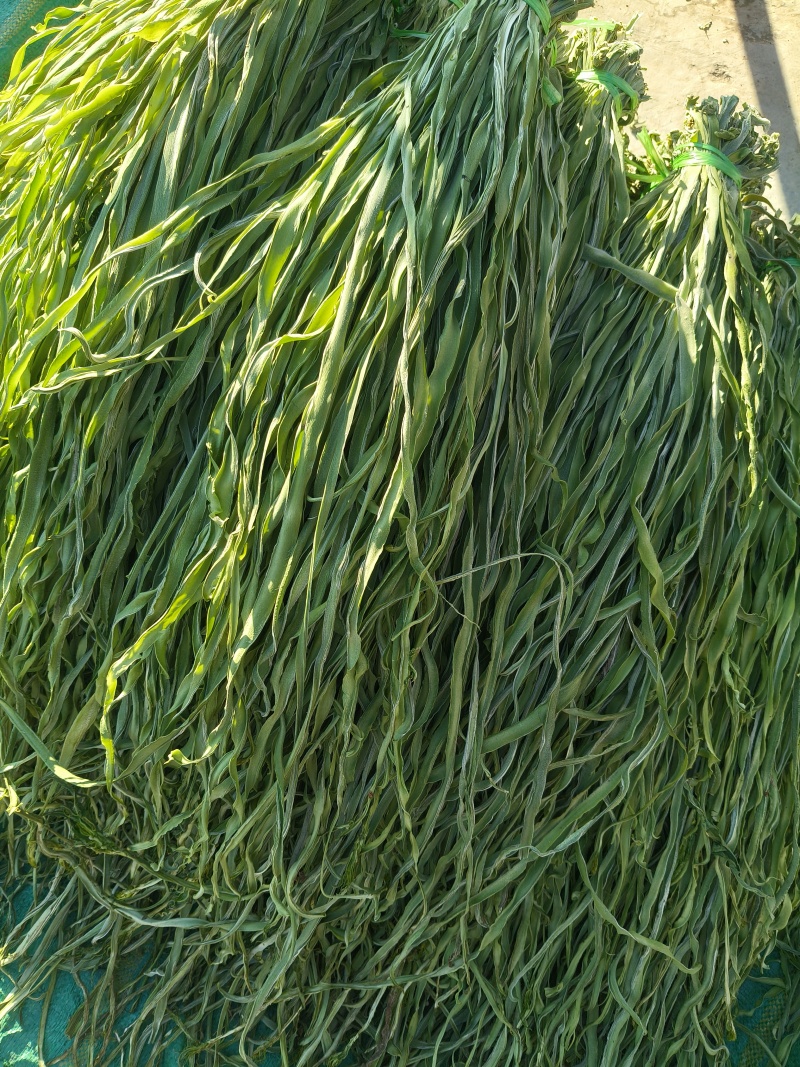 云南贡菜干响菜产地直供货源充足品质保证