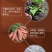 农家手工纯红薯淀粉地瓜粉红苕粉番薯粉做焖子粉条粉皮炸酥肉