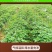 农家手工纯红薯淀粉地瓜粉红苕粉番薯粉做焖子粉条粉皮炸酥肉