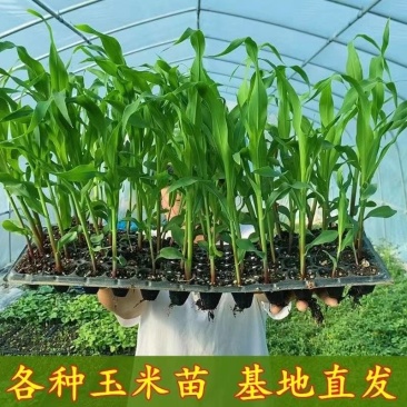 产地直发杜绝中间商赚差价，货源充足，量大可谈