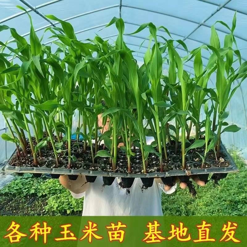 产地直发杜绝中间商赚差价，货源充足，量大可谈