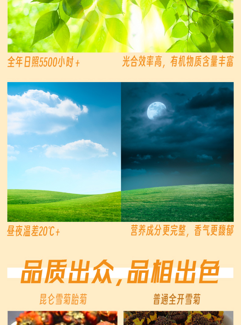 昆仑胎菊生长于昆仑高海拔区域人工采摘味道清香