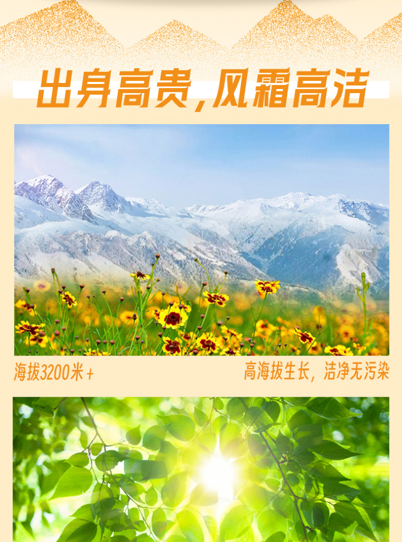 昆仑胎菊生长于昆仑高海拔区域人工采摘味道清香