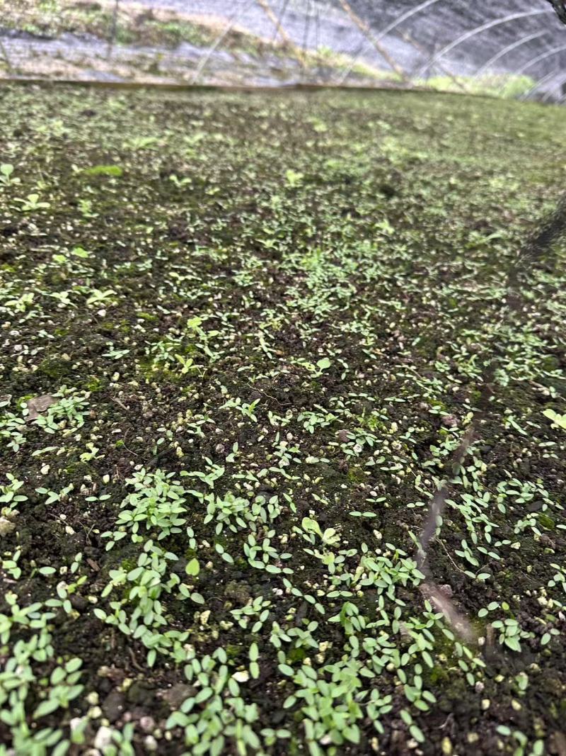 高含量柔毛淫羊藿种苗