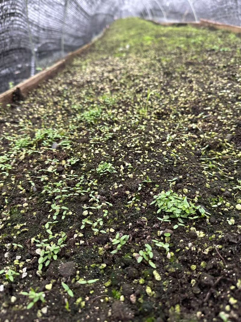 高含量柔毛淫羊藿种苗
