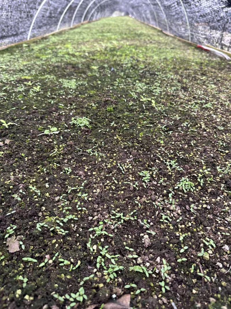 高含量柔毛淫羊藿种苗