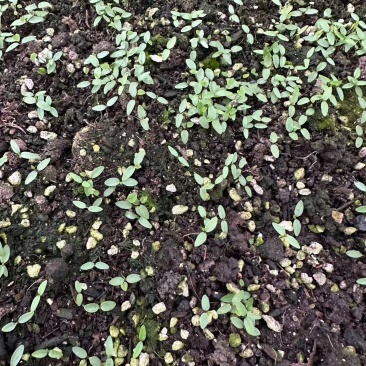 高含量柔毛淫羊藿种苗